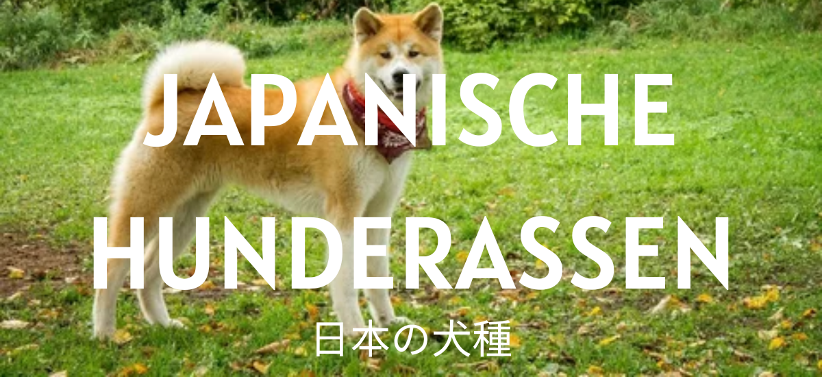 Japanische Hunderassen: Über Shiba Inu bis Tosa Inu