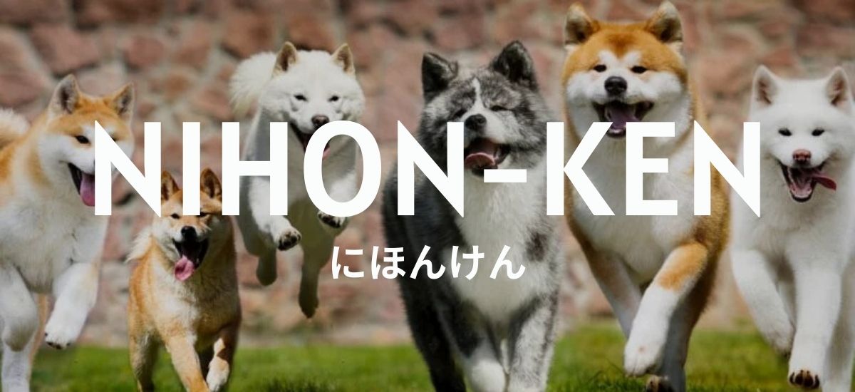 Japanische Hunderassen: Nihon-ken