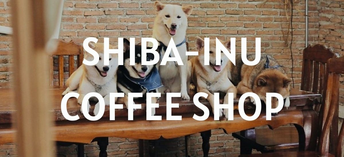 Ein Leitfaden für Shiba-Inu-Hundecafés in Japan
